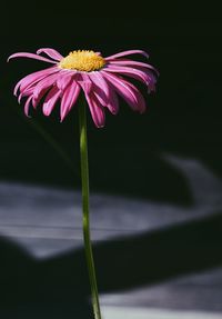 Close-up of pink flower