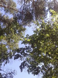 Low angle view of trees against sky