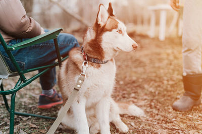 Husky siberian dog. white brown animal pet with people in autumn rustic countryside nature forest