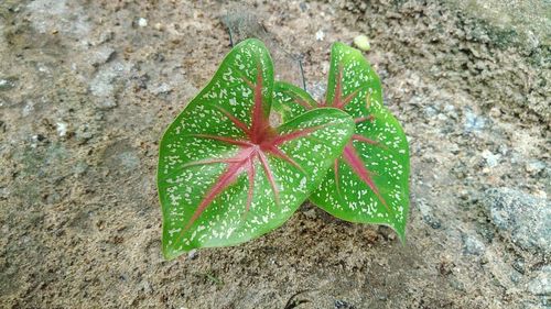 High angle view of green plant