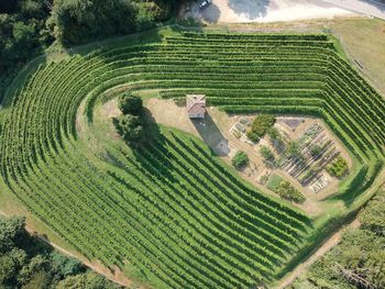 High angle view of rice field