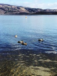 Ducks swimming in lake