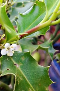 Close-up of plant