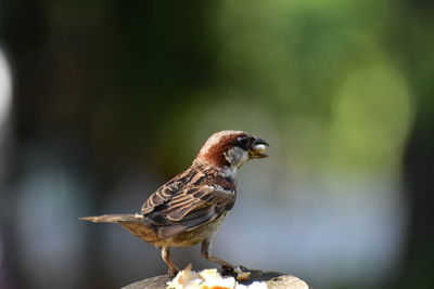 Close-up of bird perching