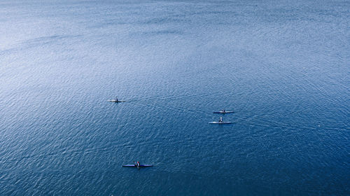 Aerial view of people sculling in sea