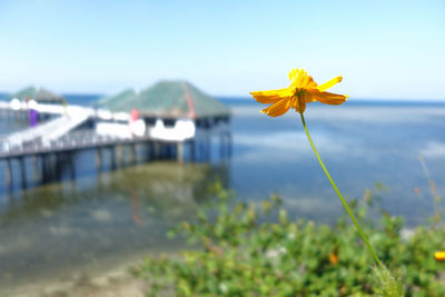 Close-up of yellow flowering plant against sky