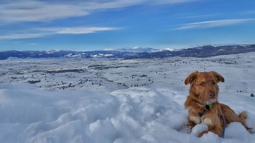 Dog on snow covered mountain against sky