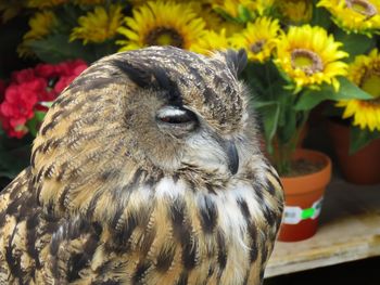 Close-up of owl