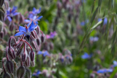 Close-up of purple flowering plant of borrage