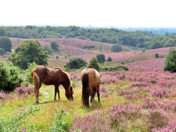 Horses in a field