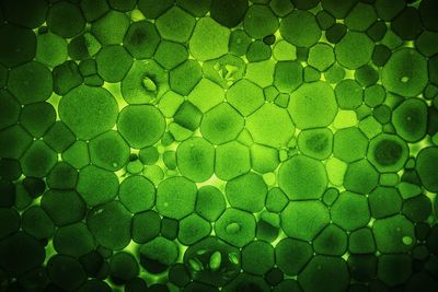 Full frame shot of green pattern