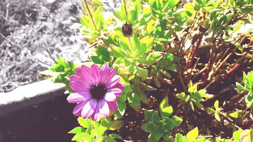 Close-up of pink flower