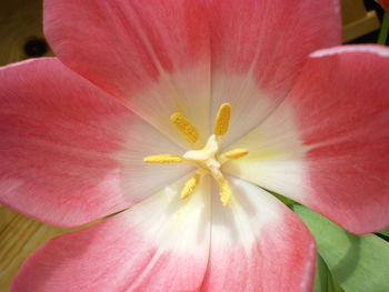 Close-up of pink flower