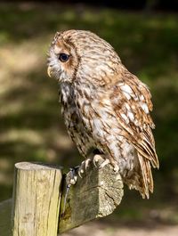 Close-up of bird perching on wood