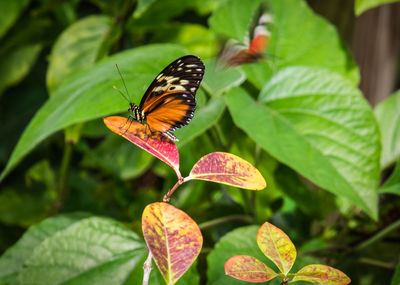 Close-up of butterfly pollinating on leaves