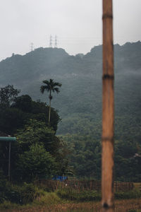 Scenic view of palm trees on field against sky