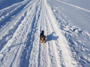 High angle view of dog on snow