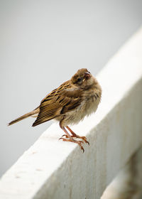 Low angle view of bird perching on wall