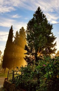 Trees against sky during sunset