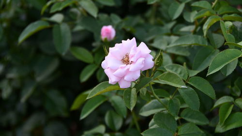 Close-up of pink flowering plant