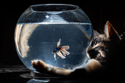 Close-up of cat seen through glass