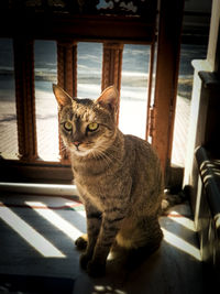 Portrait of cat sitting on window