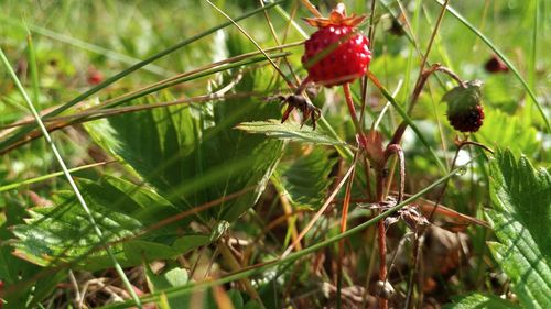 Close-up of red berries on plant