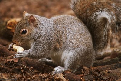 Close-up of squirrel