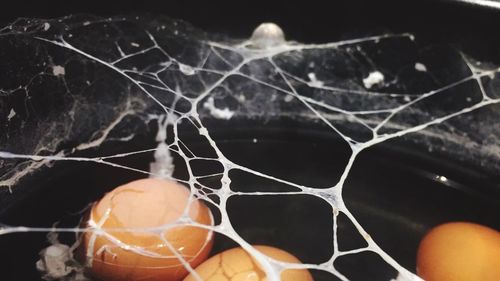 Close up of plant against blurred background