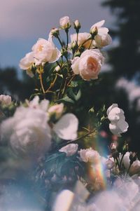 Close-up of white roses