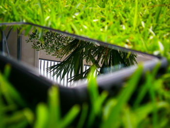 Close-up of fresh green plant