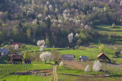 Scenic view of agricultural field by trees and houses