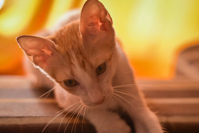 Close-up portrait of cat looking up