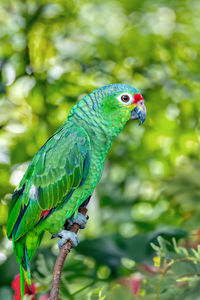 Close-up of a bird