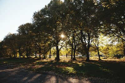 Trees against sky during autumn