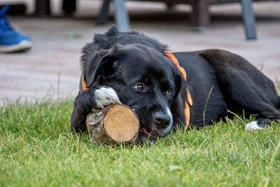 Portrait of puppy relaxing on grass