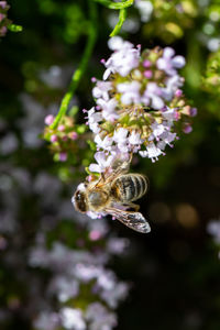 Close-up of bee pollinating flower