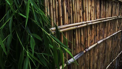 High angle view of bamboo plants