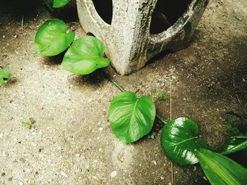 High angle view of plants growing in water