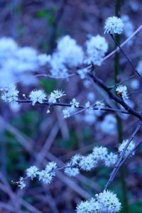 Close-up of white flowering plant