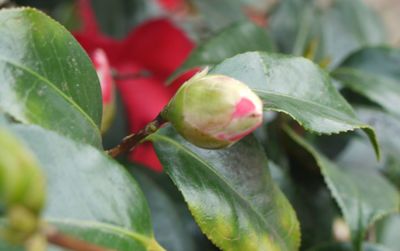 Close-up of red flower