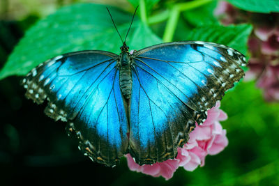 Close-up of butterfly on flower