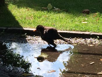 Bird in water