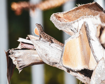 Close-up of butterfly perching on log