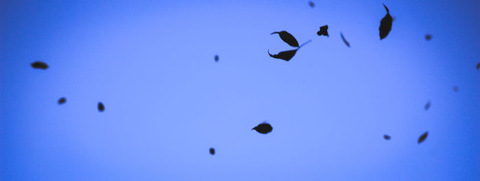 Low angle view of birds flying in sky