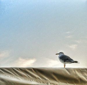 Low angle view of seagull perching on the sky