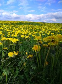 Scenic view of oilseed rape field against sky