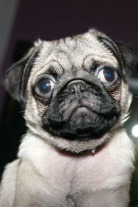 Close-up portrait of pug