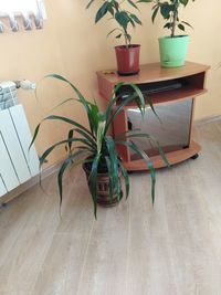 Close-up of potted plant on table at home