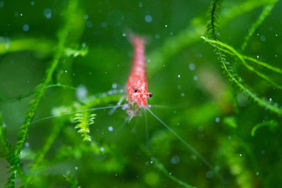 Close-up of shrimp on moss